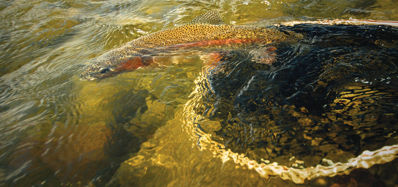 Catch Your Fish
